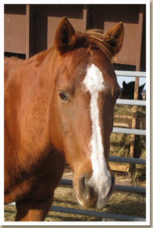 Hilltop Farm Lesson Horses Rena